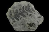 Pennsylvanian Fern (Alethopteris) Plate - Kentucky #126249-1